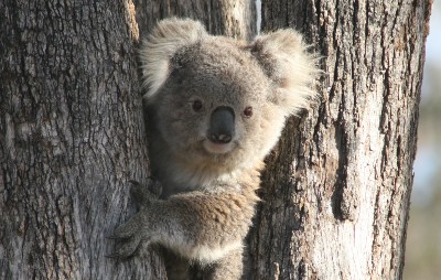 koala in tree