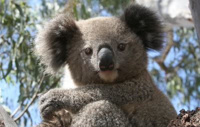 koala in tree