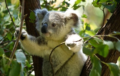 koala in tree