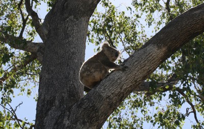 A koala in a tree