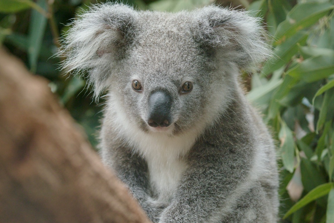 koala in tree