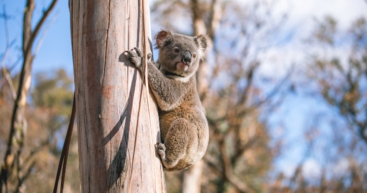 koala in tree