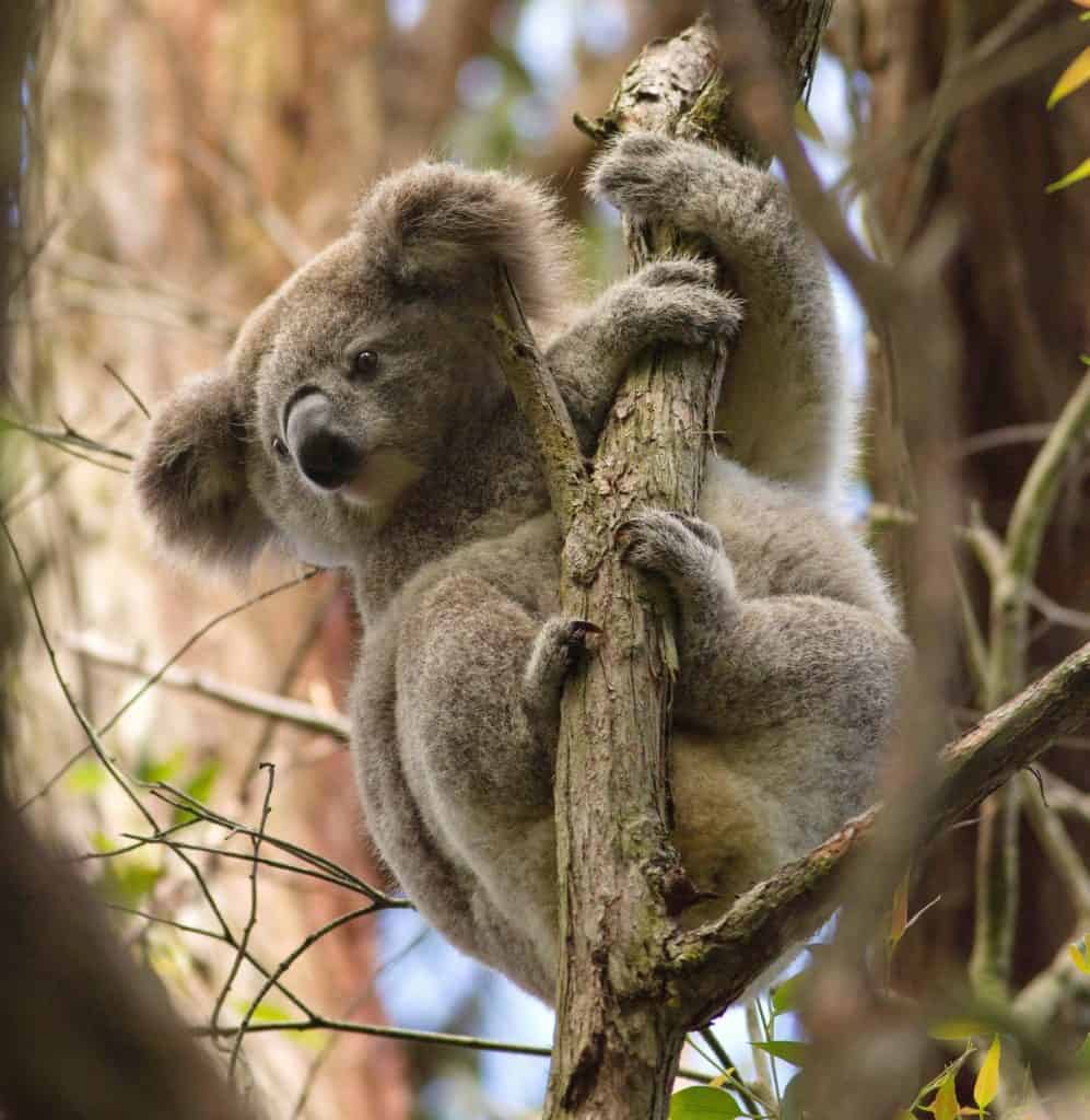 koala in tree