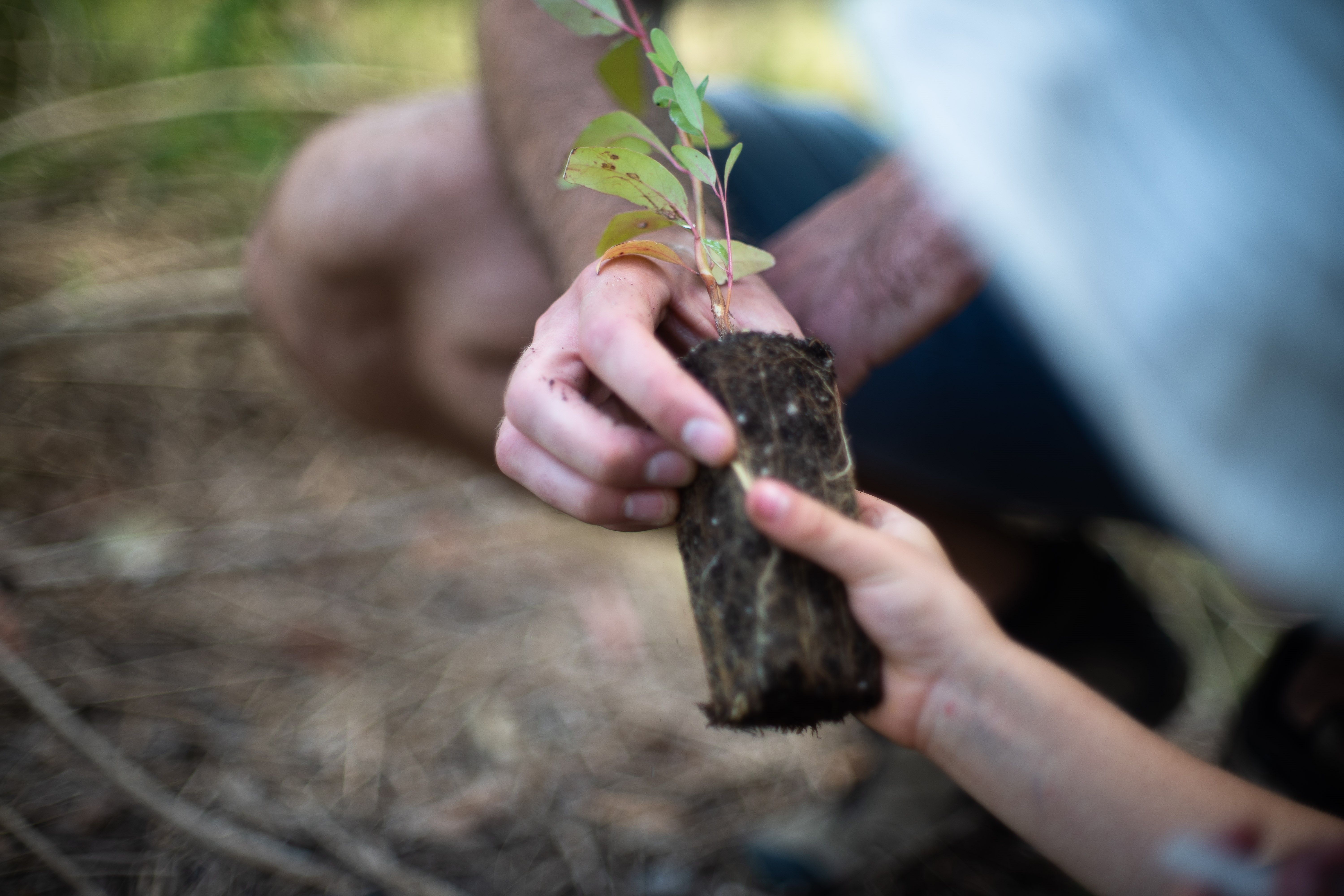 sapling passed between hands