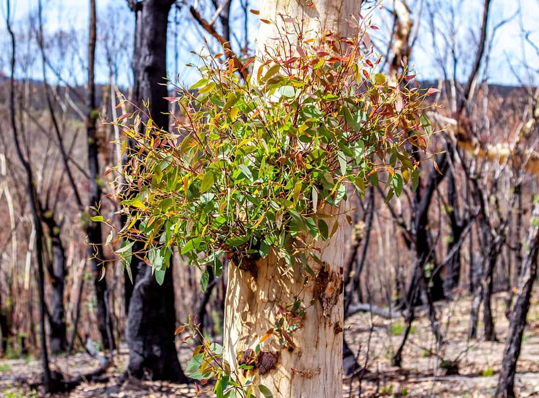 Tree with new growth following fire