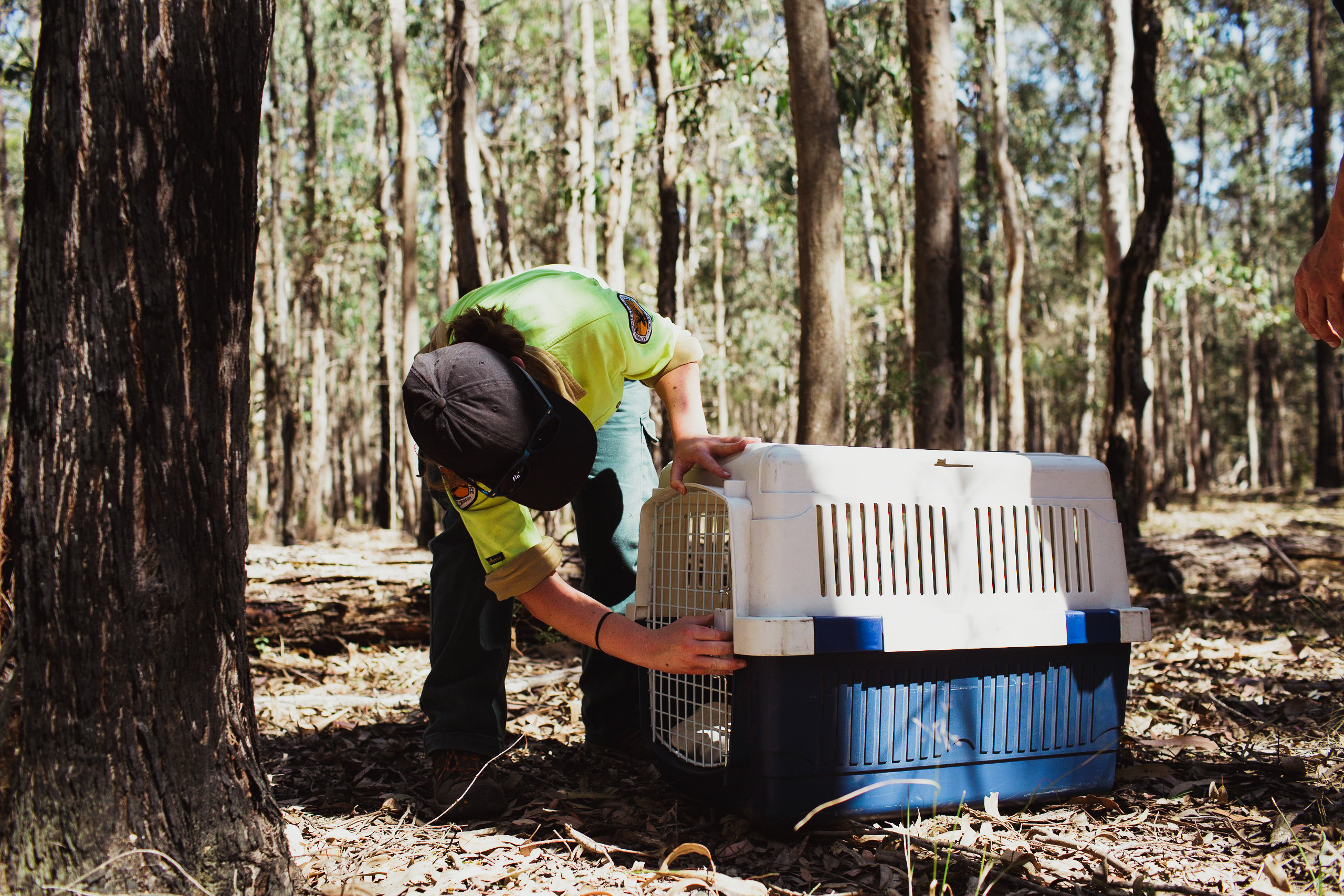 OEH_WollondillyKoalaProject_BearHuntPhotography