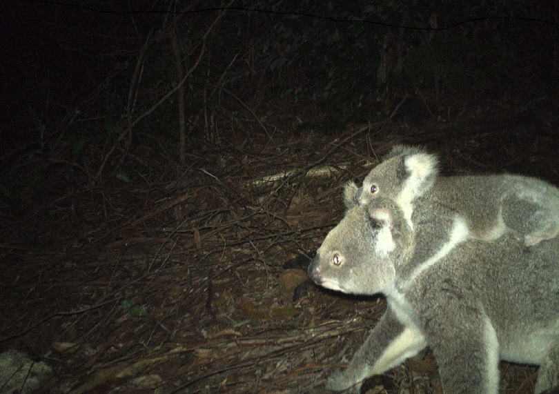Koala and joey captured on camera trap