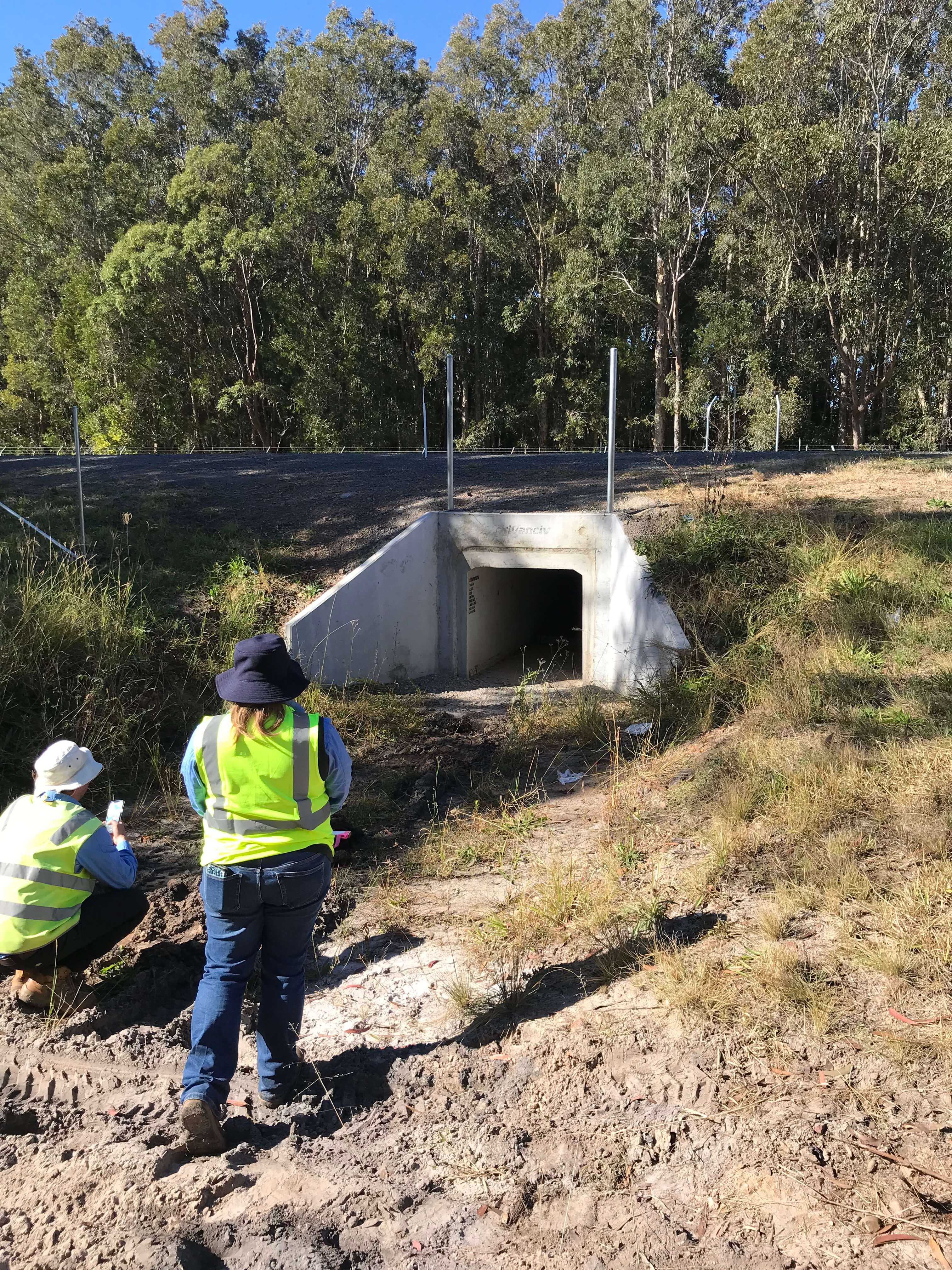 Koala vehicle strike mitigation at Port Stephens