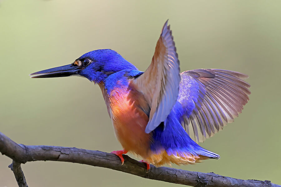 Bright blue kingfisher mid-flap on branch