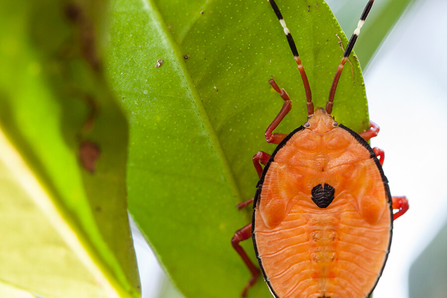Orange bug on green leaf