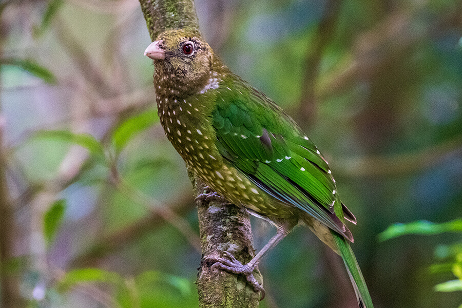 Green-winged bird in tree