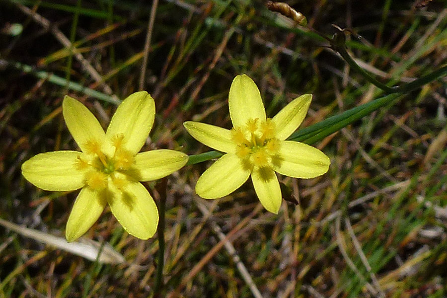 6 petalled yellow flower in field