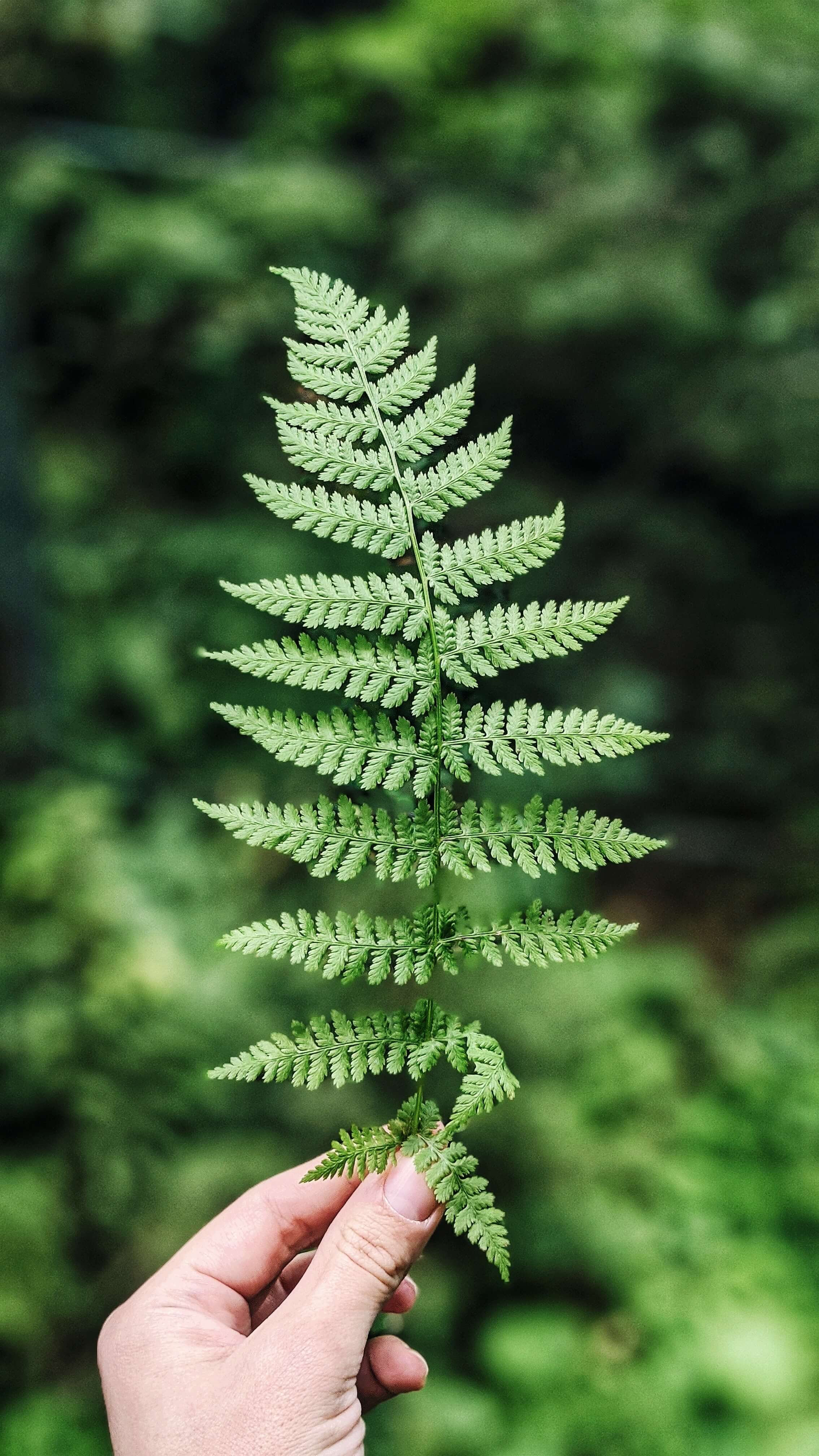 changed image test - to fern
