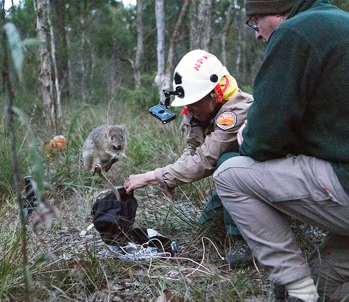 Eastern bettong leaping from bag as 2 NPWS officers look on.