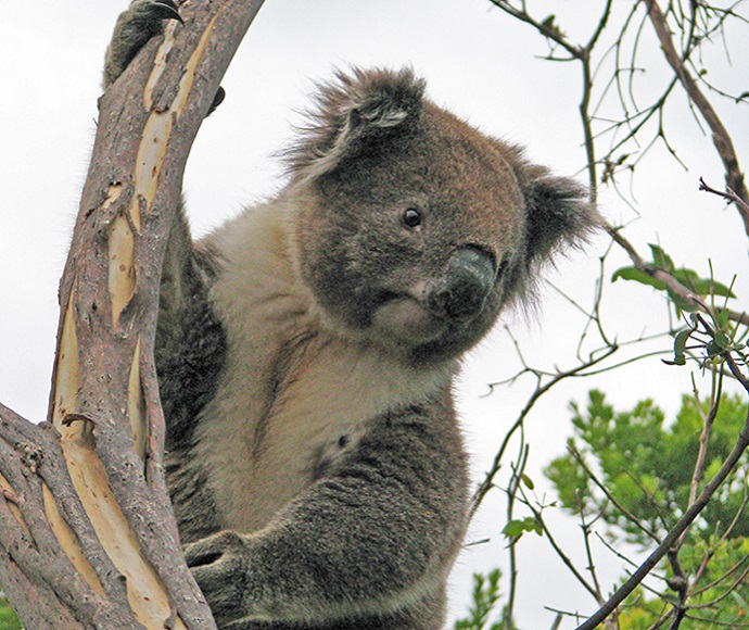 Koala (Phascolarctos cinereus) in a tree looking down