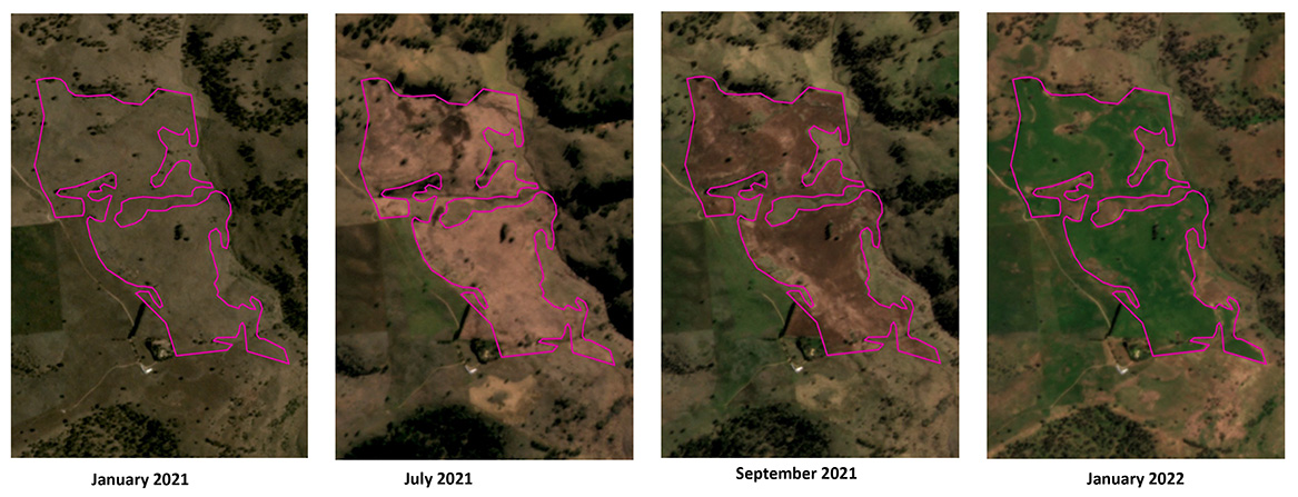 Satellite imagery from left to right showing January 2021 undisturbed grassland. July 2021 and September 2021 showing incremental change resulting from spraying, tilling and sowing events, followed by the green flush of exotic pastures confirming a non woody clearing event in January 2022.