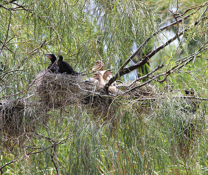 Cormorant and darter chicks in nests in tree, showing a breeding response to flows in the Gwydir catchment.