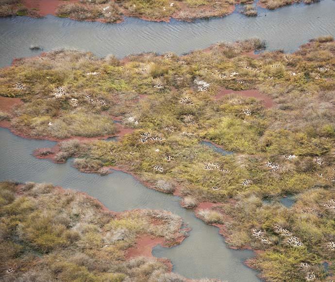 Royal spoonbills (Platalea regia) and straw-necked ibis (Threskiornis spinicollis) are flourishing at the Bala rookery near Maude.