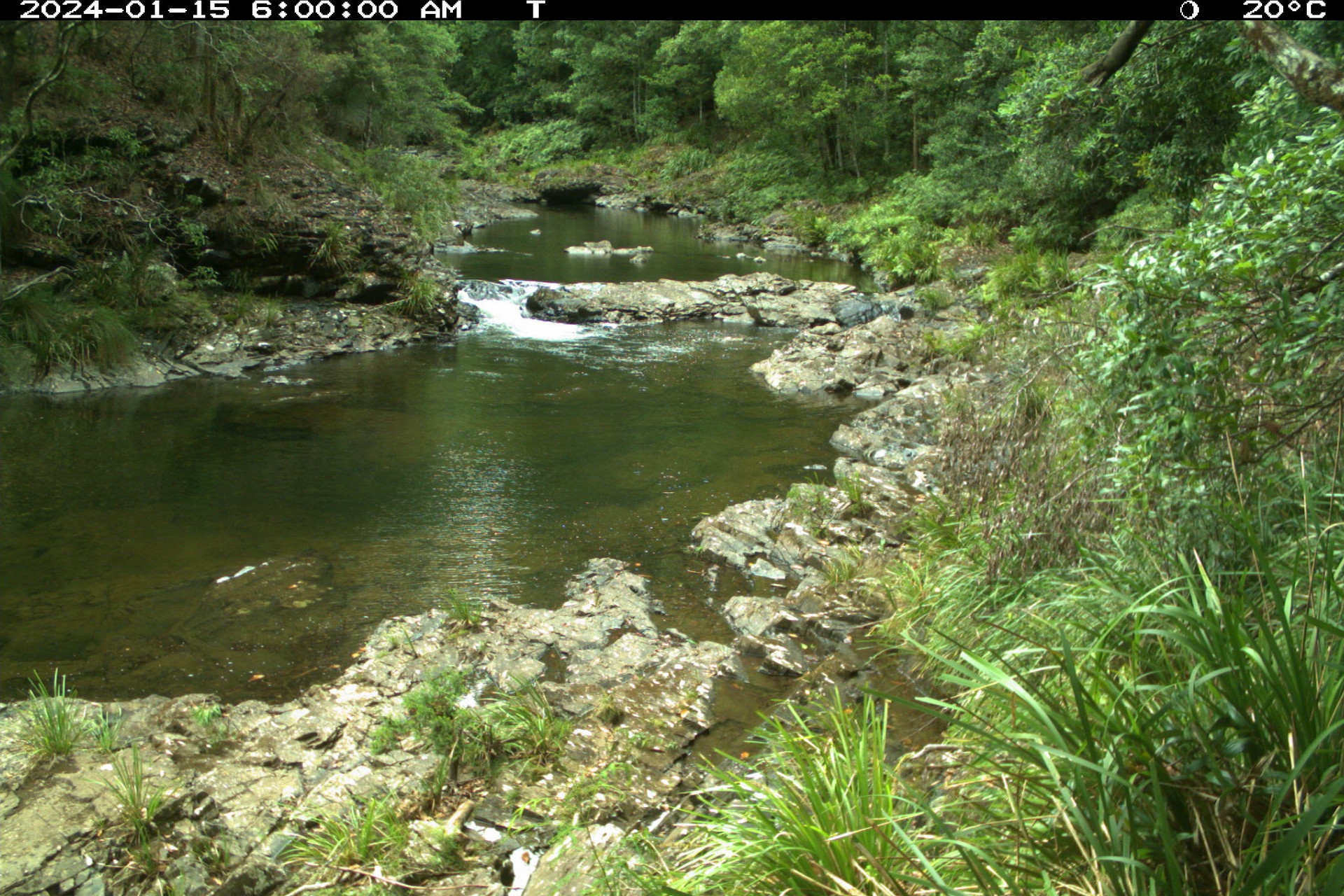 A calm river bed of water running through a rainforest. Wide birthing river banks made of basketball sized rocks.