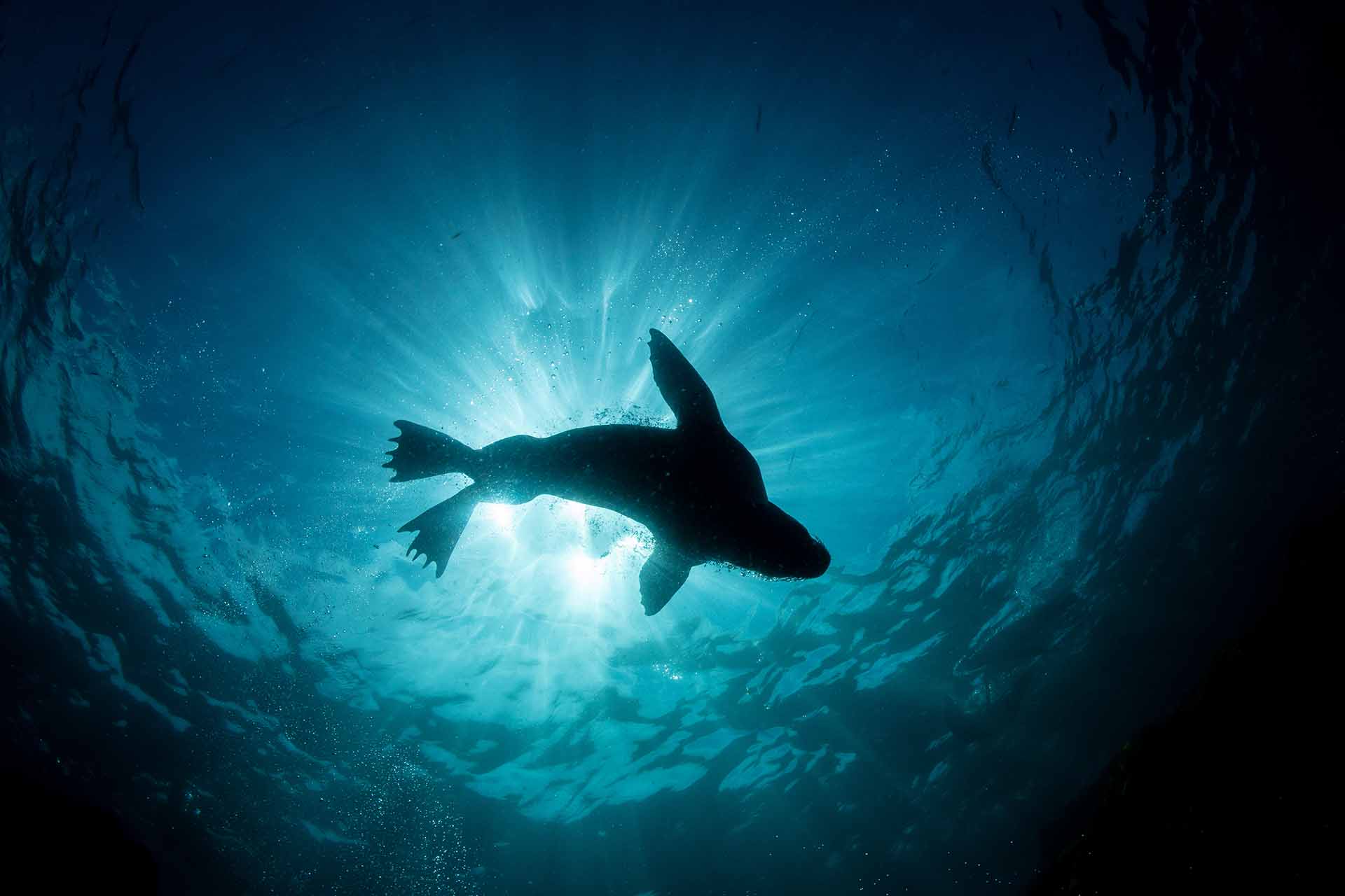 A seal viwed from below in water, blue light breaking through from above in a halo effect.