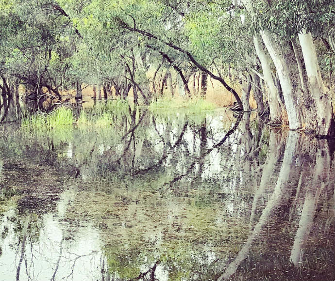 Trees drape over the Booligal wetlands on the Lachlan River valley
