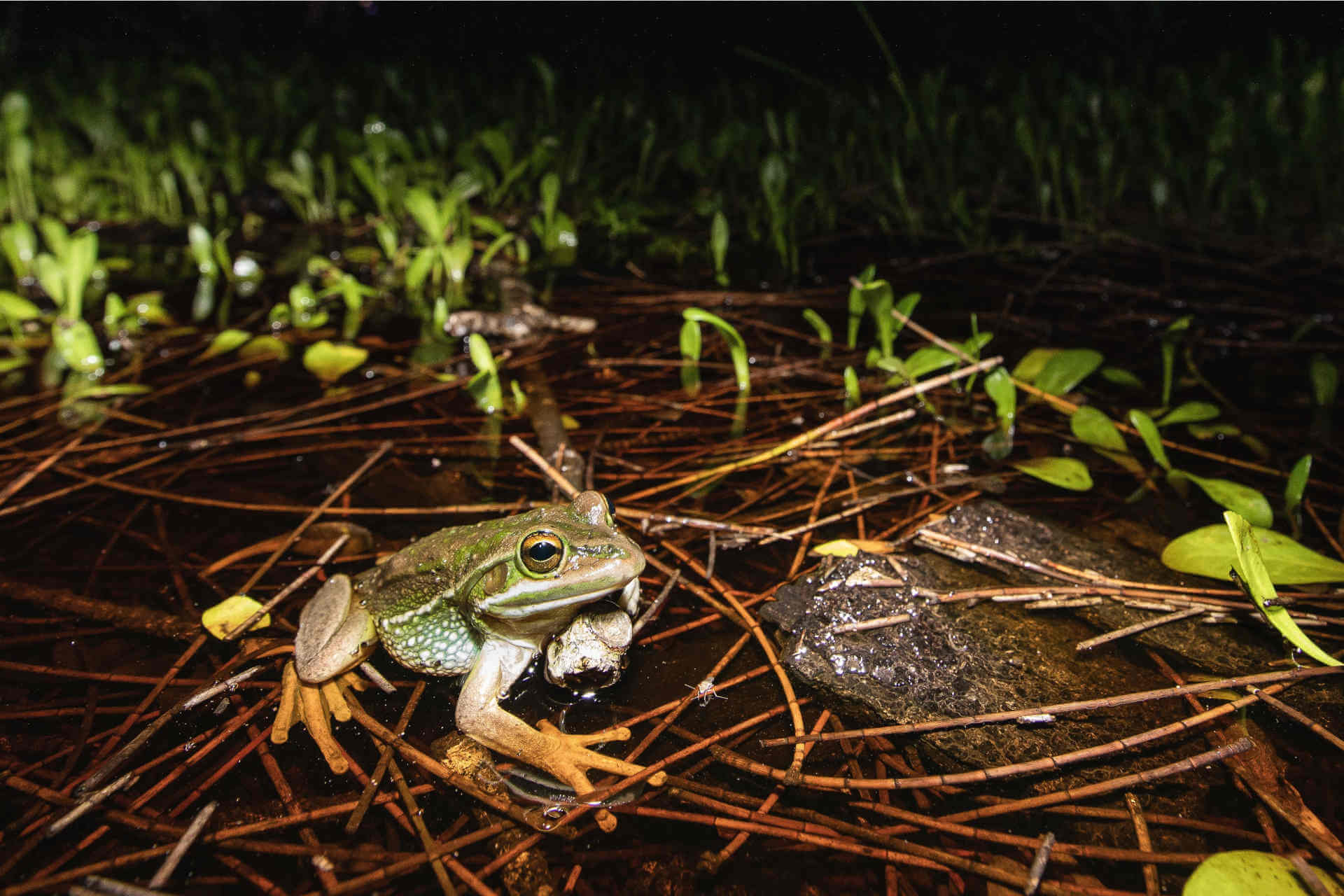 A frog with golden eyes and a green and gold body crouches on horizontally lying reeds in a pond at night