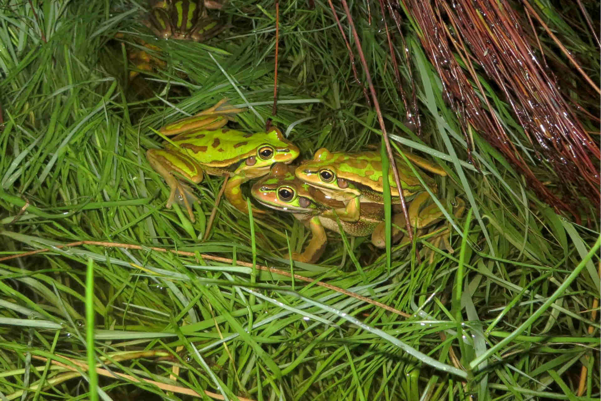 Three green- and gold-coloured frogs crouch in long grass at night, including an amplecting pair