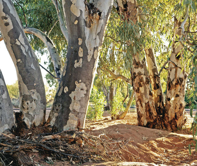 A grove of river red gum trees in a natural woodland setting. The trees have pale bark with patches of darker hues, characteristic of this iconic Australian species. Sunlight filters through the dense canopy of green leaves, creating dappled light patterns on the forest floor, which is covered with fallen leaves and natural debris.