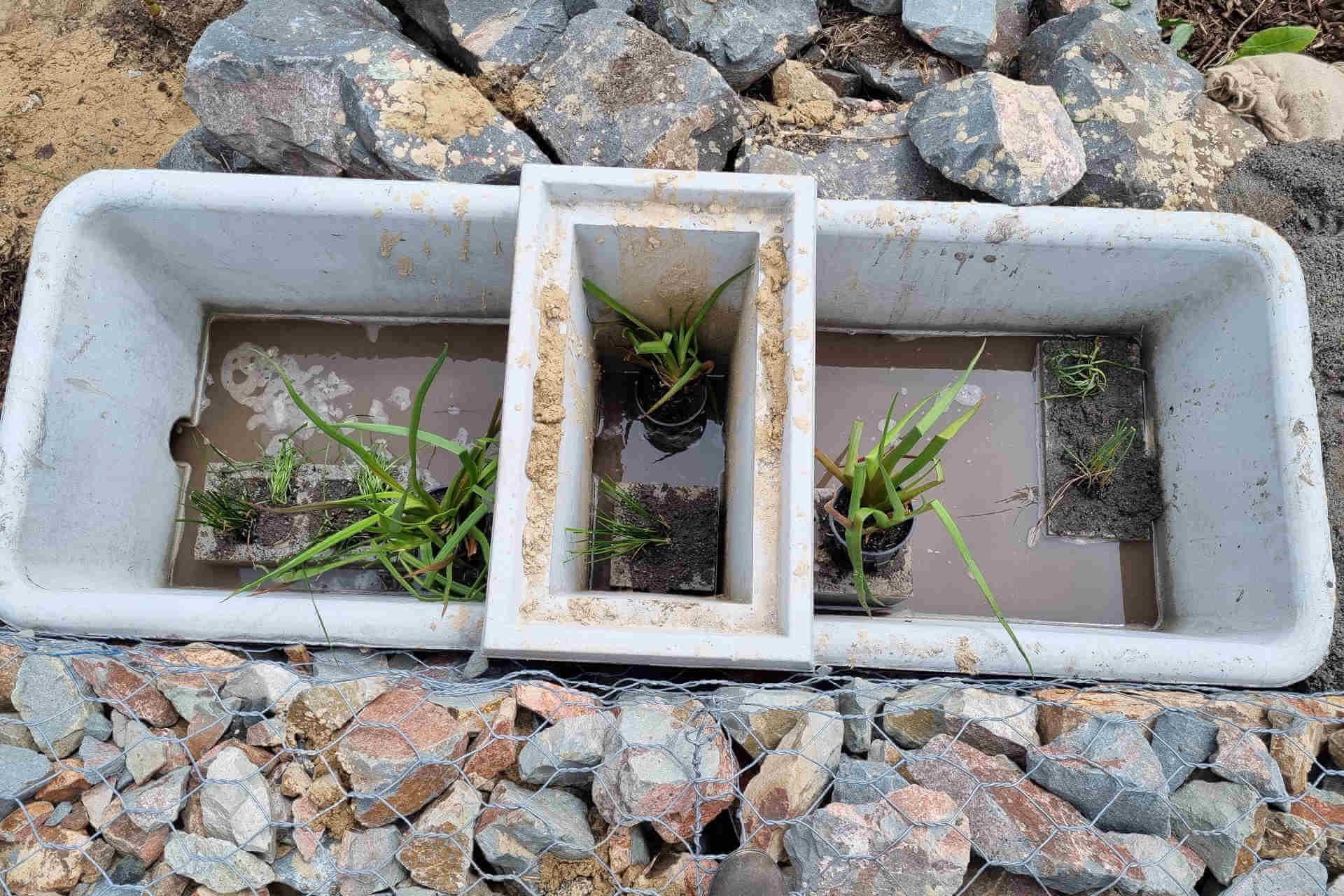 A long tub split into 3 sections, filled with a shallow level of water and aquatic plants