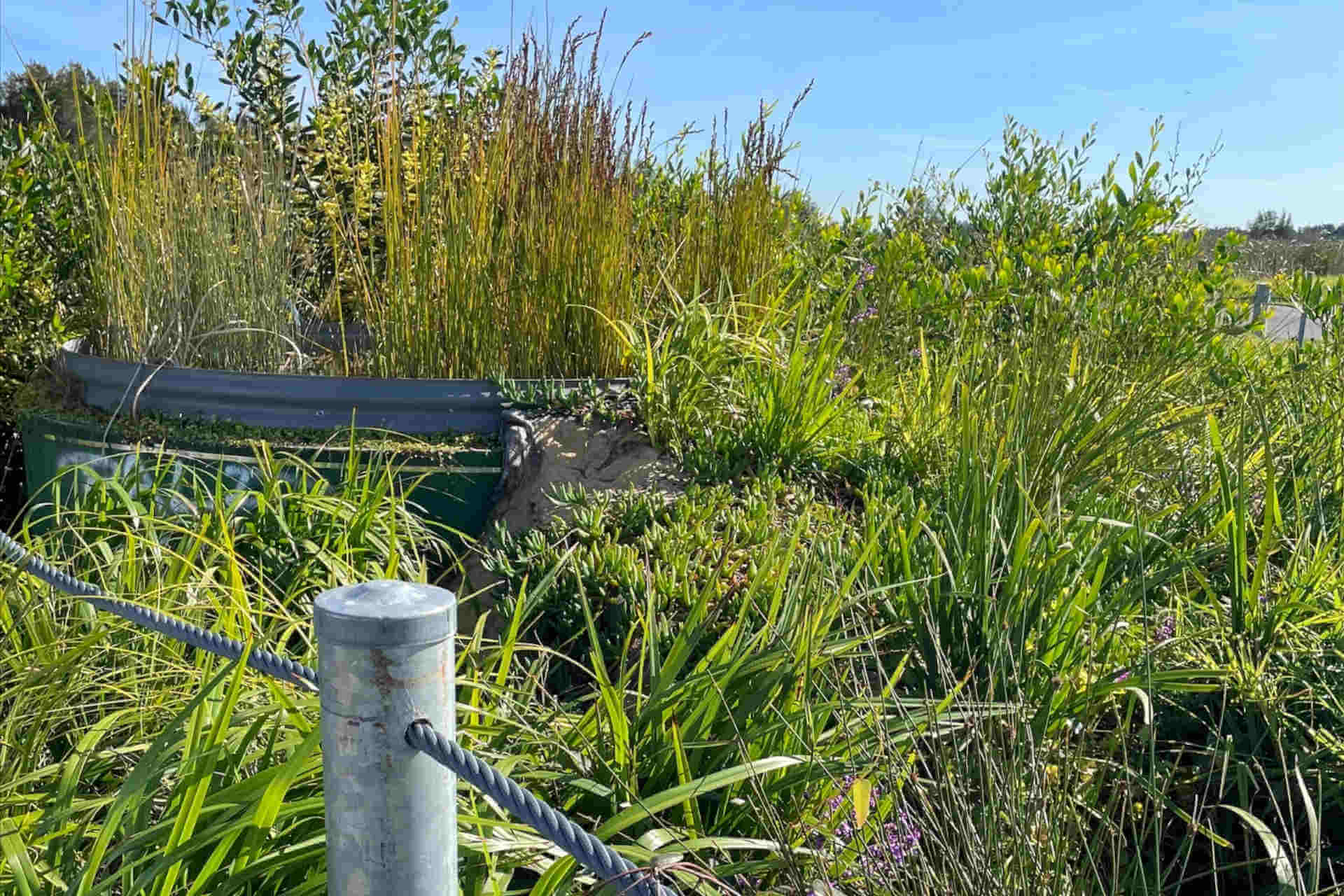 A lush area bristling with aquatic plants, including growing from some manmade structures such as a round tank