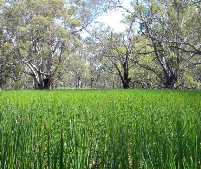 A field of green reeds in the Yanga National Park on the Lowbidgee Floodplain