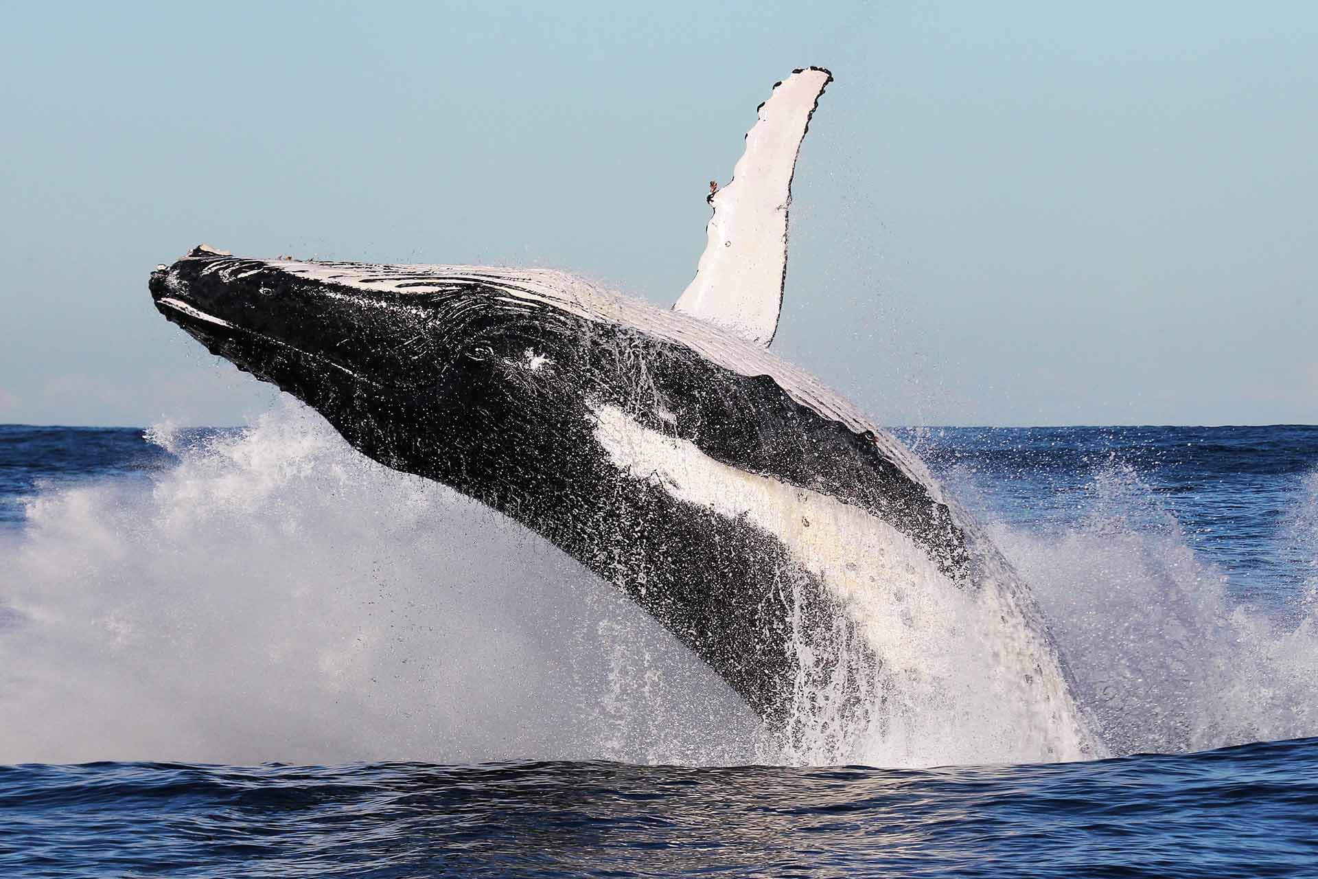 A large black whale with white fins breaching backwards in a swirl of foam
