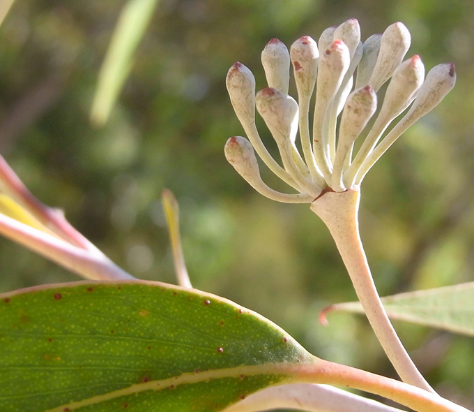 Pale pink and white flower buds against a green leafy backdrop