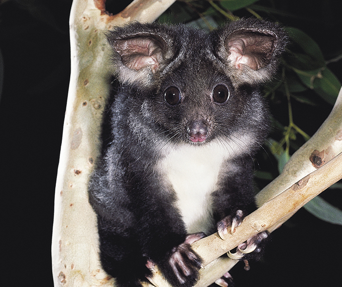 Greater glider (Petauroides volans)