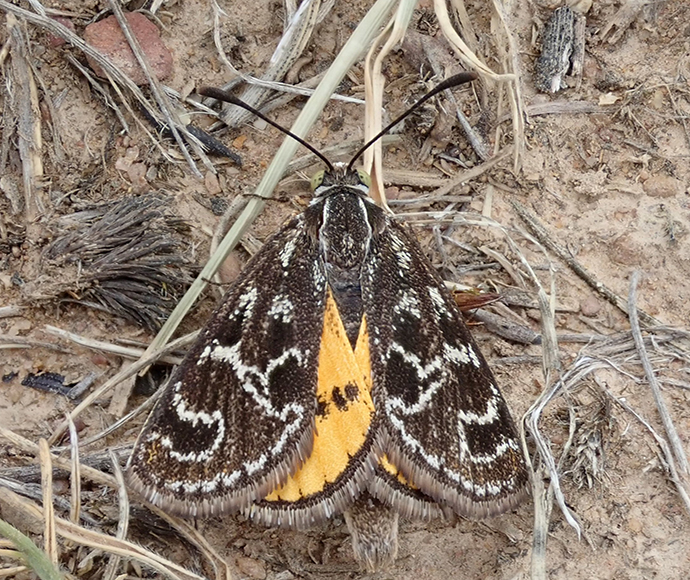 Synemon plana (Golden Sun Moth) has been listed as an endangered species.